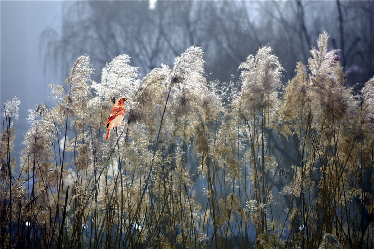《芦苇晚风》田爱军